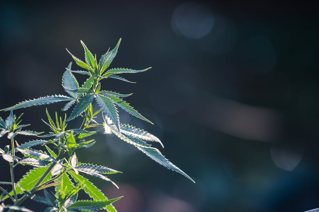 5 Surprising Eco-Benefits of Hemp You Didn’t Know About