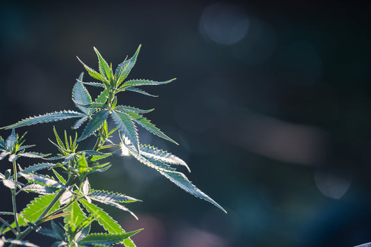 5 Surprising Eco-Benefits of Hemp You Didn’t Know About